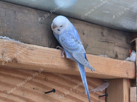 Budgies