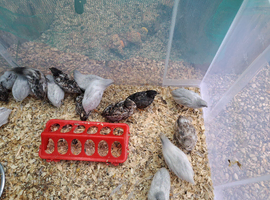 Chinese painted quails