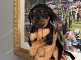 Pinscher/chihuahua  cross f1b cockerpoo