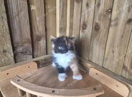 Polydactyl Female Kittens