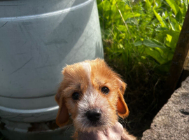 Chinese crested cross puppy for sale