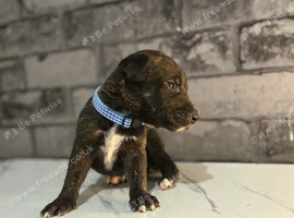 Beautiful lurcher pups