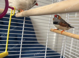 Breeding pair zebra finches
