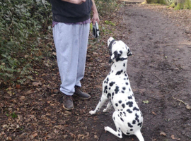 Stunning Dalmatian Dog for sale