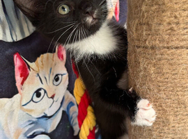RAGDOLL MIX BOY READY NOW