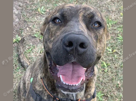 Brindle staffordshire