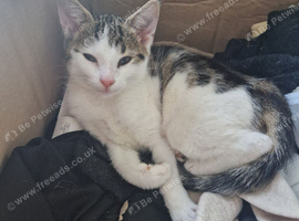 Female kitten for sale