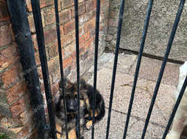 4 month old long hair German shepherd boy