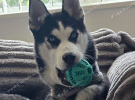 8 month puppy ( Donny)