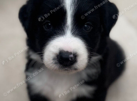 Bordernese Puppies ready this weekend
