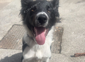 Border collie pup