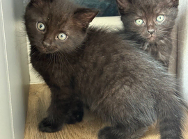 2 x boy kittens