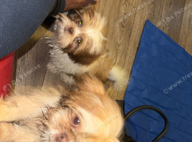 Male and female imperial Shih tzu