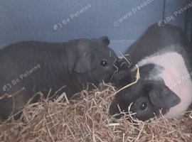 Two gorgeous sister skinnypigs