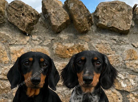 Dachshund