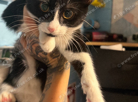 Kitten 5 months old