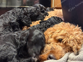 We have 4 very cute F2 Cockapoo&rsquo;s puppies for sale