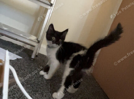 Oreo