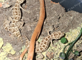 Viper geckos