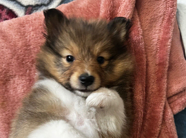 Gorgeous Shetland sheepdog puppies