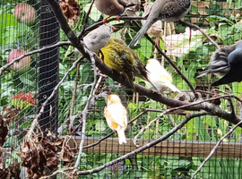 Hecks male finch