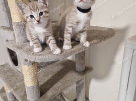 Ragdoll kittens