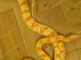 Male Anery Corn Snake Proven Breeder approx 3.5 years old.