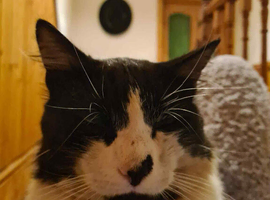 Cat missing Milford haven
