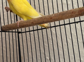 Love birds for sale