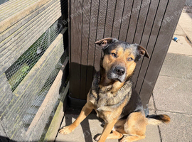 Need rehome