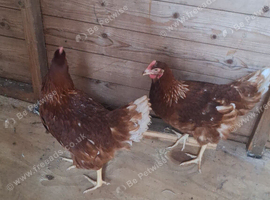 Pakistan  chicken