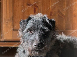 Patterdale x lakeland