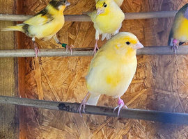 Mixed canaries