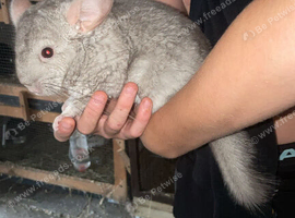5 month old female stupid tame