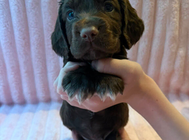 Cocker spaniel puppy's 5 week