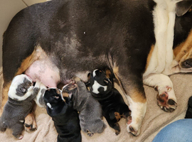 English Bulldog Pups