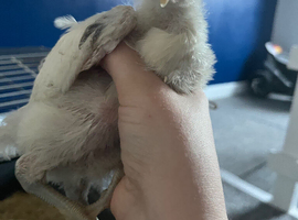 4week old Zombie Chick