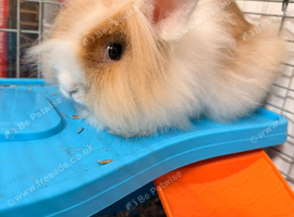 Young Female Lionhead Rabbit with Cage & Accessories - &pound;30