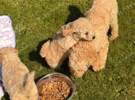 Cute Toy Cavapoo Puppies
