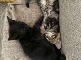 2 kittens for sale