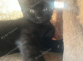 Black kitten