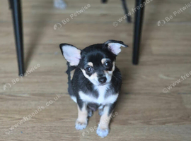 Boy Chihuahua in Bradford