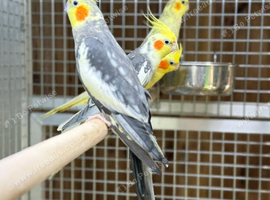 Cocktatiel parrot
