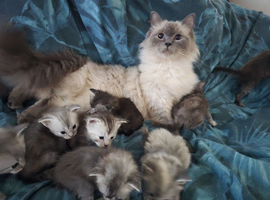 Ragdoll  x maincoon