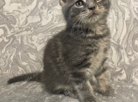Grey Tiger Stripped Maine Coon /Ragdoll X