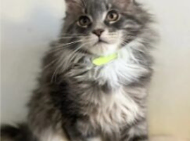 Beautiful Maine coon kittens