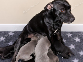 Beautiful Staffordshire pups