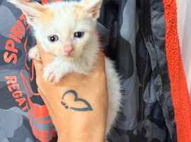 Last female kitten