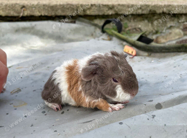 Teddy sows