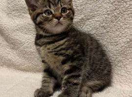 British shorthair cross